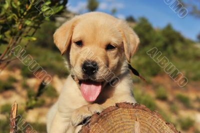 puppy labrador retriever puppy labrador retriever