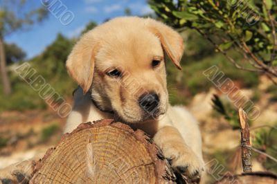 puppy labrador retriever