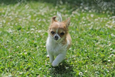 running puppy chihuahua
