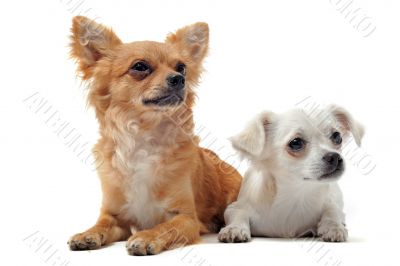 two chihuahuas