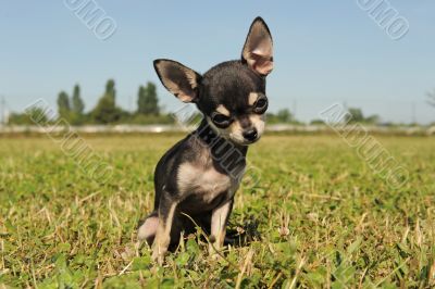 puppy chihuahua