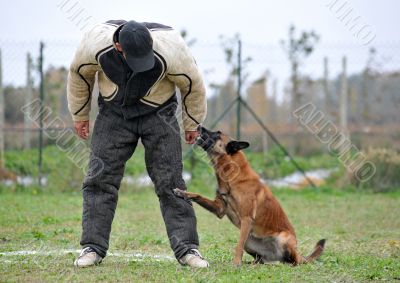 malinois and man in attack