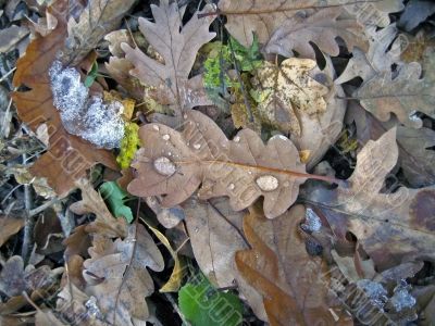 Frozen leaves on the ground