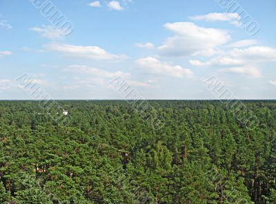 Forest of Latvia from the air