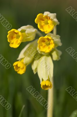 Cowslip