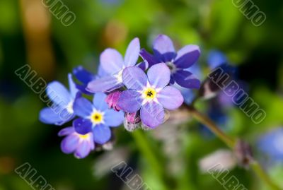 Forget-me-not