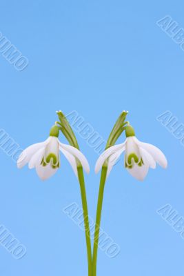  Snowdrop