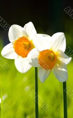 White Daffodil