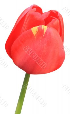 Red Tulip