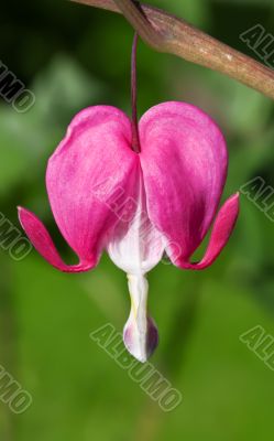 Bleeding Heart