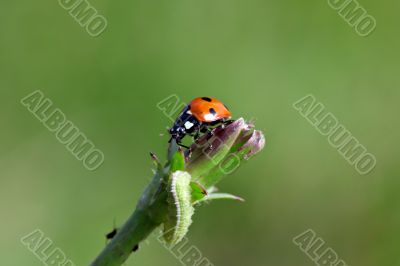 Ladybird