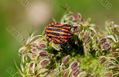 Striped Bug