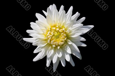 White Dahlia White Dahlia