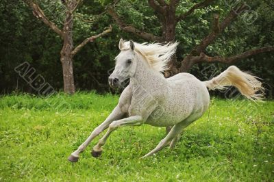 Arabian Horse Arabian Horse