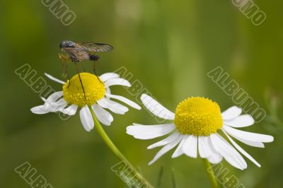 Camomile