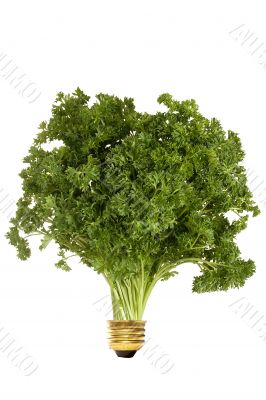 Curly parsley