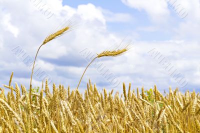 ears of wheat against the sky ears of wheat against the sky