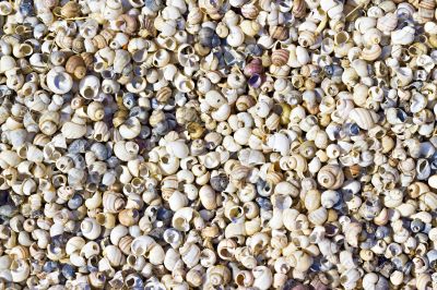 seashells on the shore seashells on the shore