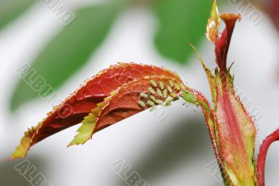 aphids on rose aphids on rose