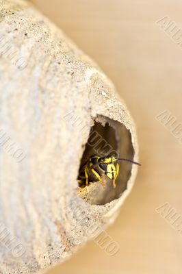 A bee looking out by the doorway of its hive