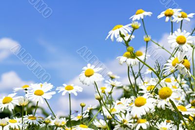 white daisies in the sky white daisies in the sky