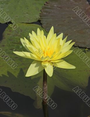 Yellow Water Lily