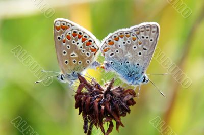 Butterfly Love