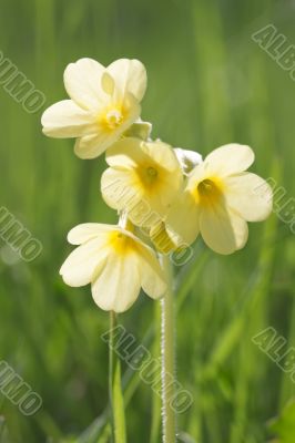 Cowslip