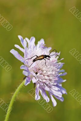 Little Bug Little Bug