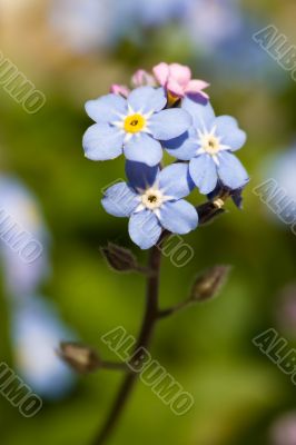 Forget-me-not Forget-me-not