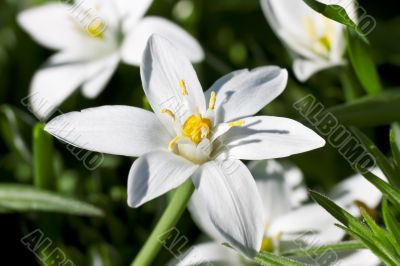 Star of Bethlehem