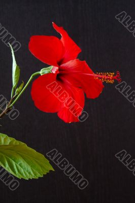 Hibiscus rosa-sinensis