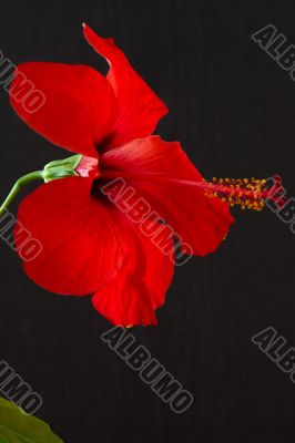 Hibiscus rosa-sinensis Hibiscus rosa-sinensis