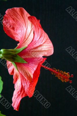 Hibiscus rosa-sinensis