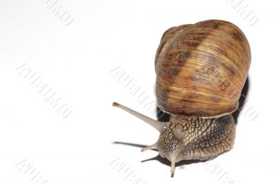 Snail on white Snail on white