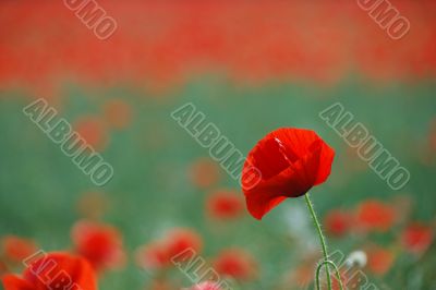 red poppy flower