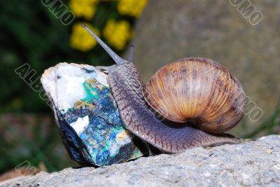 snail crawling on minerals