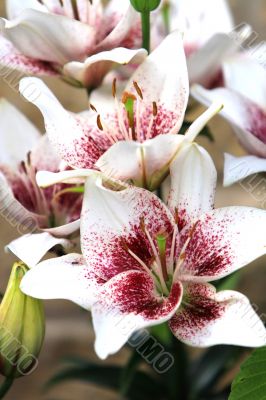 lily in bloom