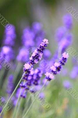 lavender