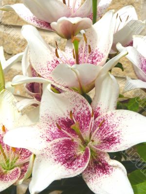 lily in bloom