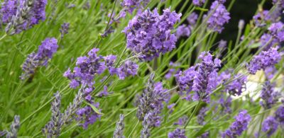 lavender in bloom