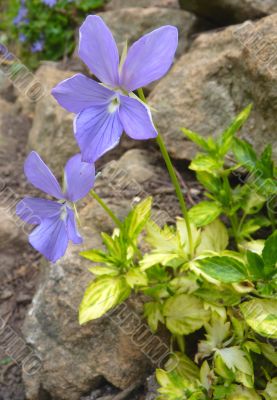 viola in bloom