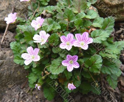 saxifraga in bloom saxifraga in bloom