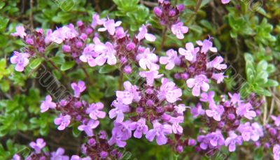 thyme in bloom