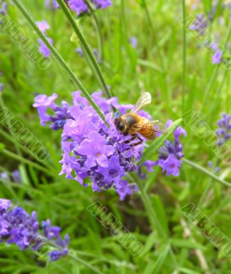 honey bee collecting pollen from lavender