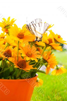 Bouquet of yellow flowers with a butterfly