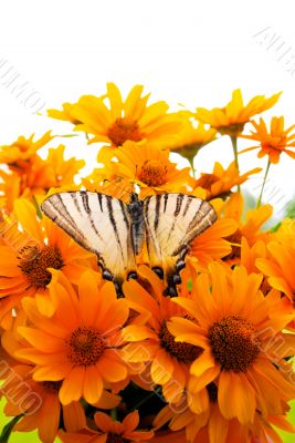 Bouquet of yellow flowers with a butterfly