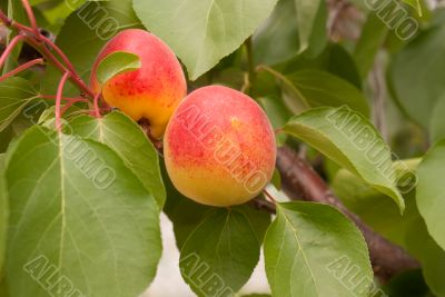Ripe apricots on the tree`s branch