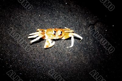 crab 