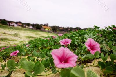 pink flowers